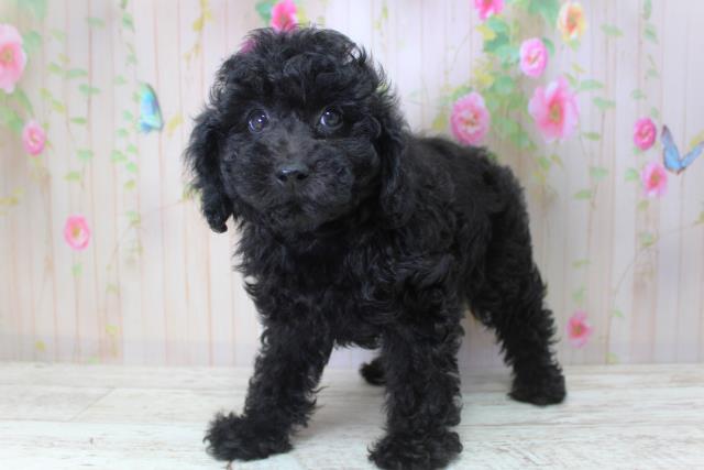 北海道のトイプードル(トイ) (Coo&RIKU釧路店/2025年5月24日生まれ/女の子/ブラック)の子犬の2枚目の画像
