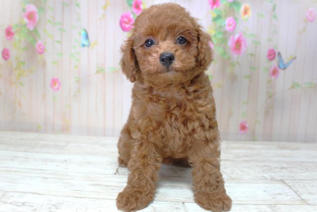 北海道のトイプードル(トイ) (Coo&RIKU苫小牧店/2025年5月25日生まれ/女の子/レッド)の子犬の1枚目の画像