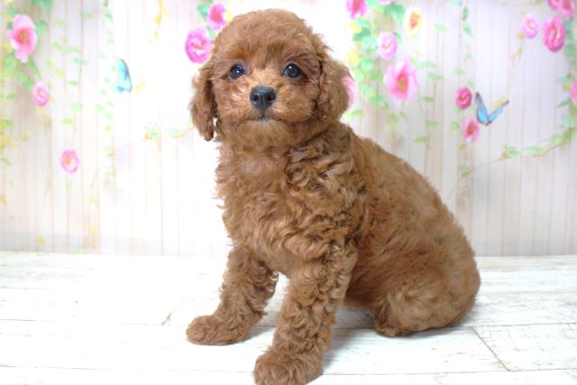 北海道のトイプードル(トイ) (Coo&RIKU苫小牧店/2025年5月25日生まれ/女の子/レッド)の子犬の2枚目の画像