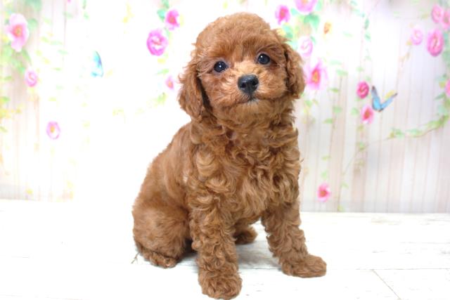 北海道のトイプードル(トイ) (Coo&RIKU苫小牧店/2025年5月25日生まれ/女の子/レッド)の子犬の3枚目の画像