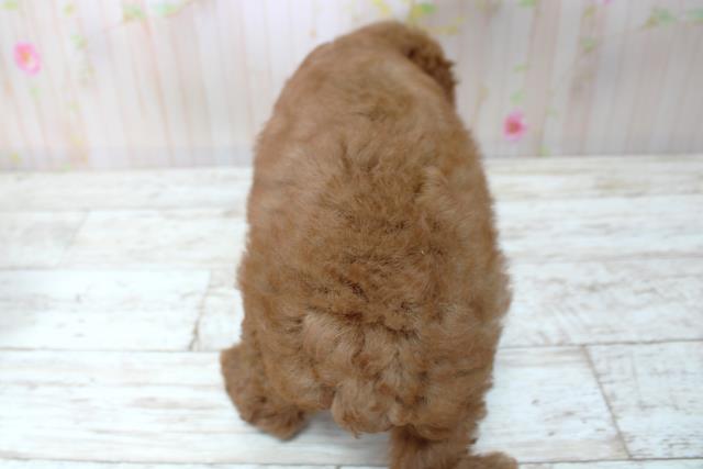 北海道のトイプードル(トイ) (Coo&RIKU苫小牧店/2025年5月25日生まれ/女の子/レッド)の子犬の4枚目の画像