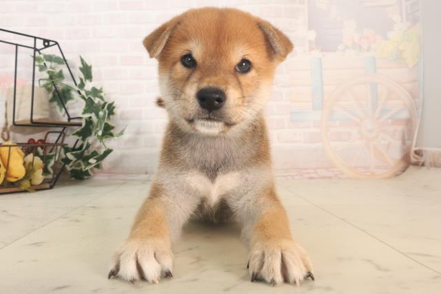 広島県の柴犬(標準サイズ) (Coo&RIKU福山店/2025年5月25日生まれ/男の子/赤)の子犬の1枚目の画像