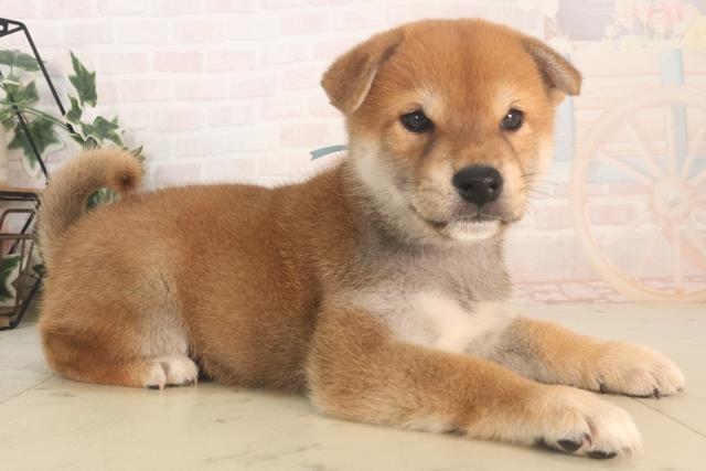 広島県の柴犬(標準サイズ) (Coo&RIKU福山店/2025年5月25日生まれ/男の子/赤)の子犬の2枚目の画像