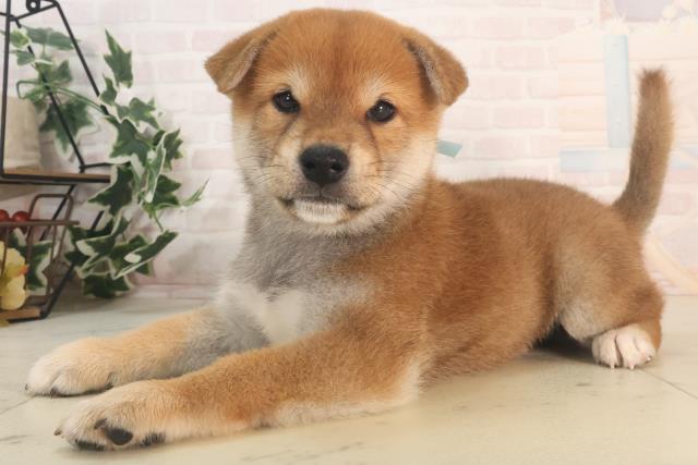 広島県の柴犬(標準サイズ) (Coo&RIKU福山店/2025年5月25日生まれ/男の子/赤)の子犬の3枚目の画像