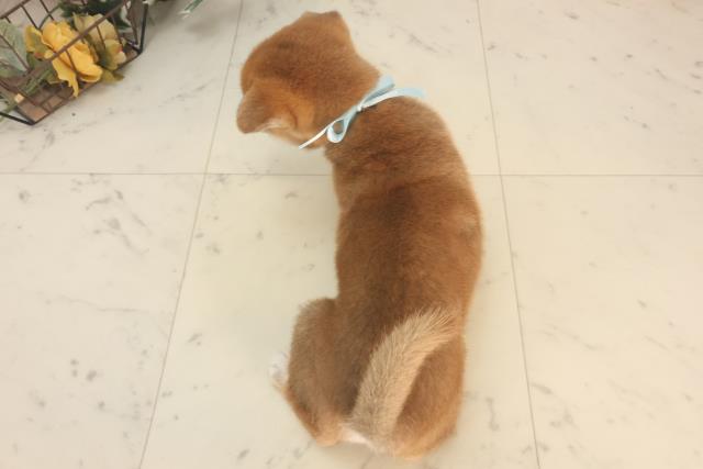 広島県の柴犬(標準サイズ) (Coo&RIKU福山店/2025年5月25日生まれ/男の子/赤)の子犬の4枚目の画像