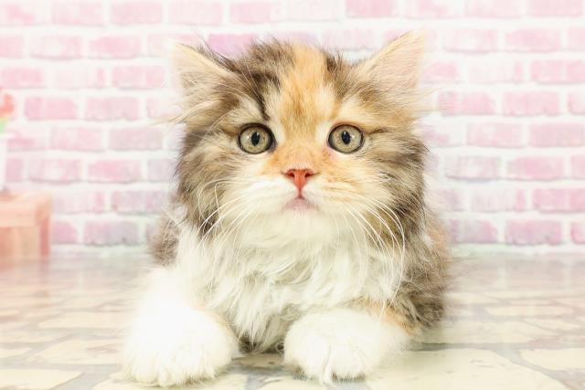 東京都のスコティッシュフォールド (Coo&RIKU福生店/2025年5月19日生まれ/女の子/キャリコ)の子猫の1枚目の画像