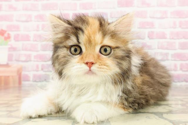 東京都のスコティッシュフォールド (Coo&RIKU福生店/2025年5月19日生まれ/女の子/キャリコ)の子猫の2枚目の画像