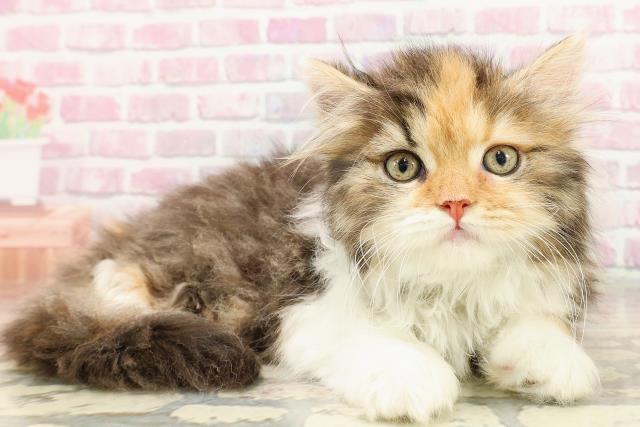東京都のスコティッシュフォールド (Coo&RIKU福生店/2025年5月19日生まれ/女の子/キャリコ)の子猫の3枚目の画像