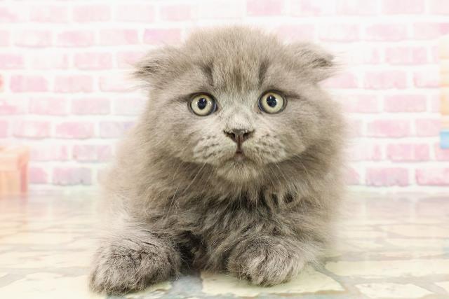 富山県のスコティッシュフォールド (Coo&RIKU富山店/2025年5月25日生まれ/男の子/ブルー)の子猫の1枚目の画像