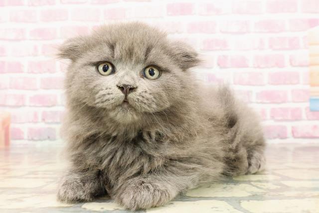 富山県のスコティッシュフォールド (Coo&RIKU富山店/2025年5月25日生まれ/男の子/ブルー)の子猫の2枚目の画像