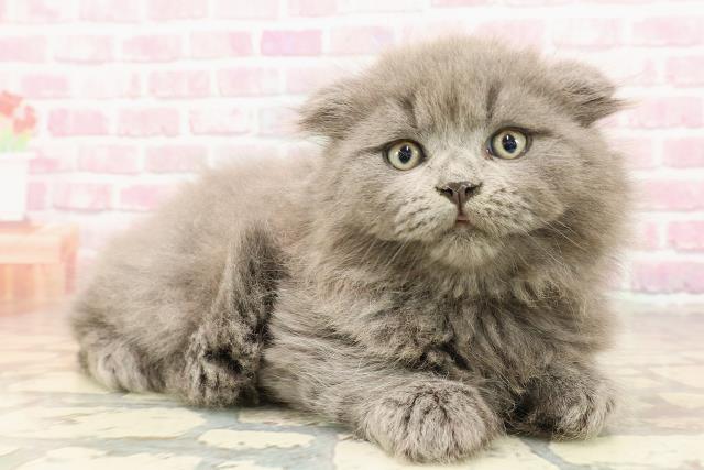 富山県のスコティッシュフォールド (Coo&RIKU富山店/2025年5月25日生まれ/男の子/ブルー)の子猫の3枚目の画像