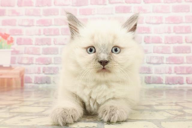 東京都のサイベリアン (Coo&RIKU自由が丘店/2025年5月23日生まれ/男の子/ブルーポイント)の子猫の1枚目の画像