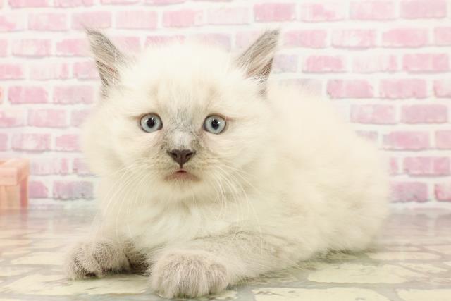 東京都のサイベリアン (Coo&RIKU自由が丘店/2025年5月23日生まれ/男の子/ブルーポイント)の子猫の2枚目の画像