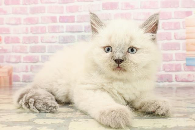 東京都のサイベリアン (Coo&RIKU自由が丘店/2025年5月23日生まれ/男の子/ブルーポイント)の子猫の3枚目の画像