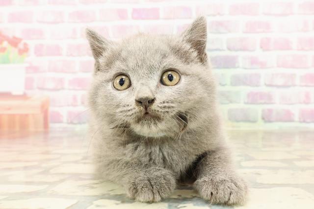 東京都のブリティッシュショートヘアー (Coo&RIKU赤坂店/2025年5月26日生まれ/男の子/ブルー)の子猫の1枚目の画像