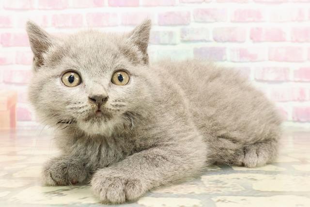 東京都のブリティッシュショートヘアー (Coo&RIKU赤坂店/2025年5月26日生まれ/男の子/ブルー)の子猫の2枚目の画像