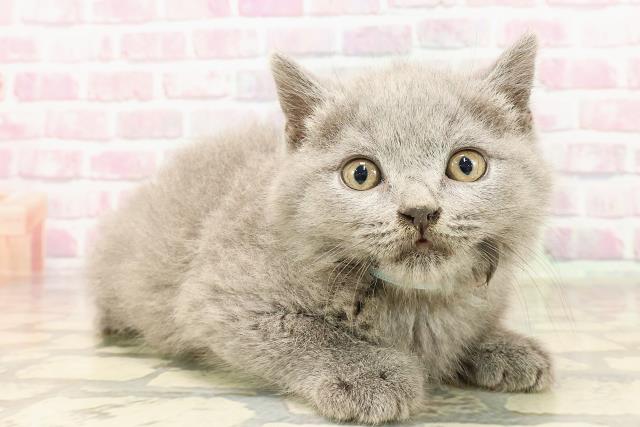 東京都のブリティッシュショートヘアー (Coo&RIKU赤坂店/2025年5月26日生まれ/男の子/ブルー)の子猫の3枚目の画像