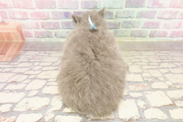 東京都のブリティッシュショートヘアー (Coo&RIKU赤坂店/2025年5月26日生まれ/男の子/ブルー)の子猫の4枚目の画像