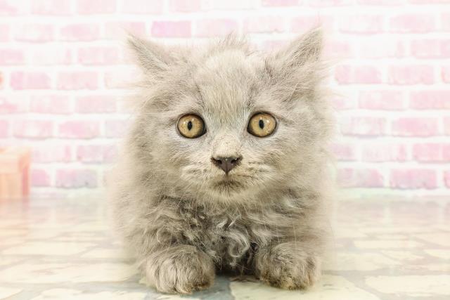 東京都のブリティッシュロングヘアー (Coo&RIKU下北沢店/2025年5月26日生まれ/男の子/ブルー)の子猫の1枚目の画像