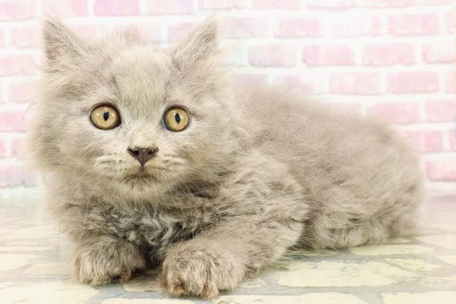 東京都のブリティッシュロングヘアー (Coo&RIKU下北沢店/2025年5月26日生まれ/男の子/ブルー)の子猫の2枚目の画像