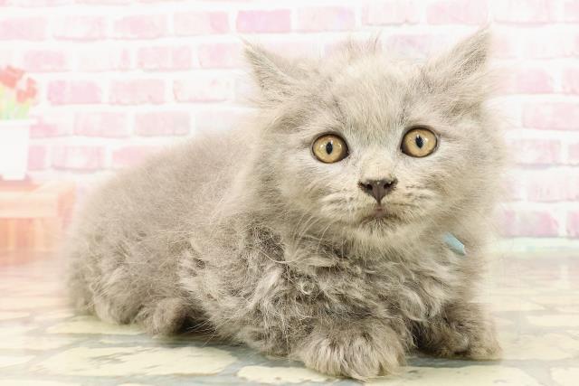 東京都のブリティッシュロングヘアー (Coo&RIKU下北沢店/2025年5月26日生まれ/男の子/ブルー)の子猫の3枚目の画像
