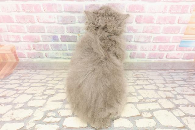 東京都のブリティッシュロングヘアー (Coo&RIKU下北沢店/2025年5月26日生まれ/男の子/ブルー)の子猫の4枚目の画像