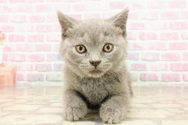 東京都のブリティッシュショートヘアー (Coo&RIKU福生店/2025年5月26日生まれ/女の子/ブルー)の子猫の1枚目の画像