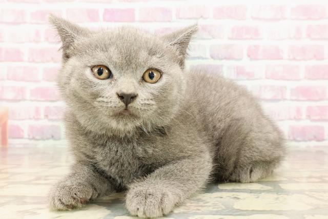 東京都のブリティッシュショートヘアー (Coo&RIKU福生店/2025年5月26日生まれ/女の子/ブルー)の子猫の2枚目の画像