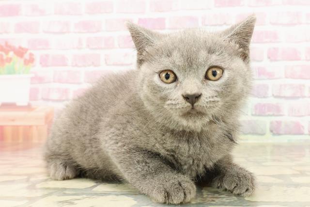 東京都のブリティッシュショートヘアー (Coo&RIKU福生店/2025年5月26日生まれ/女の子/ブルー)の子猫の3枚目の画像