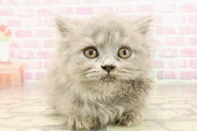 東京都のブリティッシュロングヘアー (Coo&RIKU浅草店/2025年5月26日生まれ/女の子/ブルー)の子猫の1枚目の画像