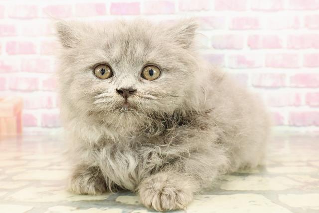 東京都のブリティッシュロングヘアー (Coo&RIKU浅草店/2025年5月26日生まれ/女の子/ブルー)の子猫の2枚目の画像
