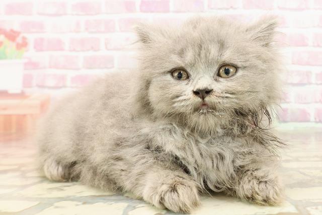 東京都のブリティッシュロングヘアー (Coo&RIKU浅草店/2025年5月26日生まれ/女の子/ブルー)の子猫の3枚目の画像