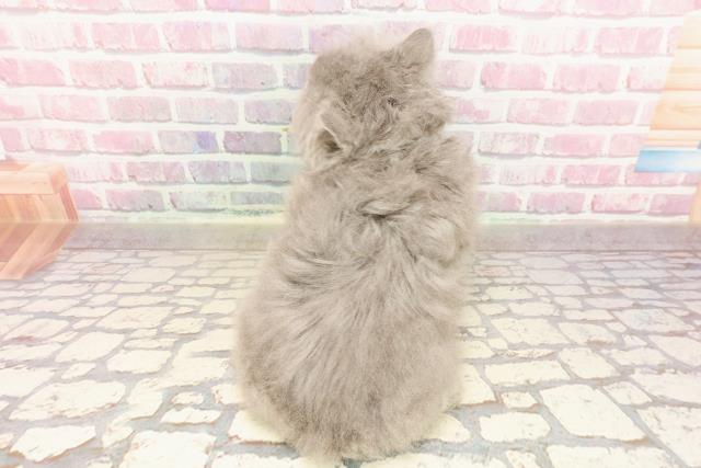 東京都のブリティッシュロングヘアー (Coo&RIKU浅草店/2025年5月26日生まれ/女の子/ブルー)の子猫の4枚目の画像