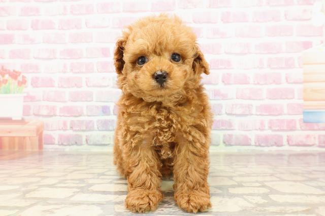 東京都のトイプードル(トイ) (Coo&RIKU中野サンモール店/2025年5月18日生まれ/男の子/レッド)の子犬の1枚目の画像
