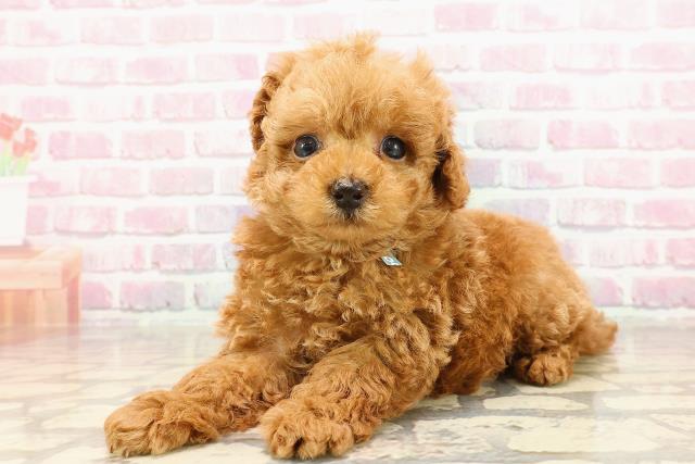 東京都のトイプードル(トイ) (Coo&RIKU中野サンモール店/2025年5月18日生まれ/男の子/レッド)の子犬の2枚目の画像