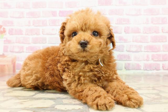 東京都のトイプードル(トイ) (Coo&RIKU中野サンモール店/2025年5月18日生まれ/男の子/レッド)の子犬の3枚目の画像