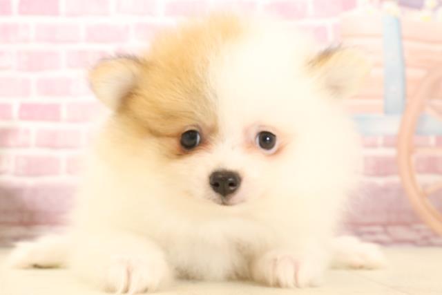 福岡県のポメラニアン (Coo&RIKU筑後店/2025年1月29日生まれ/女の子/パーティーカラー)の子犬の1枚目の画像