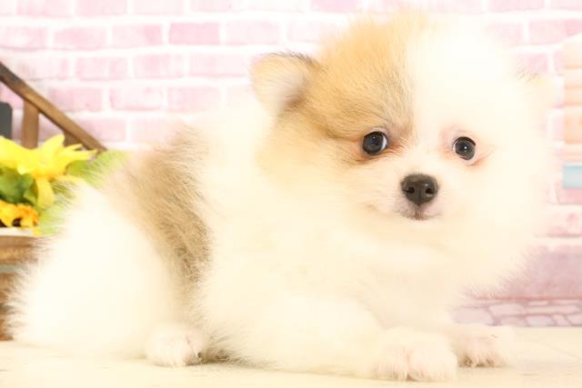福岡県のポメラニアン (Coo&RIKU筑後店/2025年1月29日生まれ/女の子/パーティーカラー)の子犬の2枚目の画像