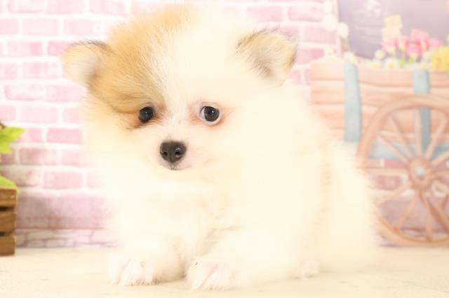 福岡県のポメラニアン (Coo&RIKU筑後店/2025年1月29日生まれ/女の子/パーティーカラー)の子犬の3枚目の画像
