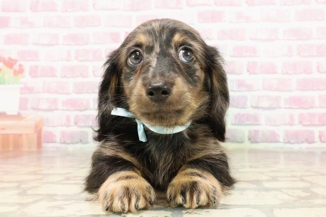 ミニチュア・ダックスフンドの子犬一覧｜ペットショップCoo＆RIKU