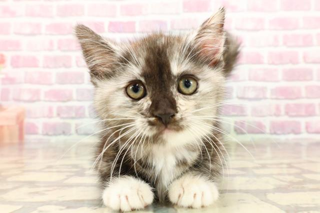 ワンちゃん・ネコちゃん(子犬・子猫)検索結果 | ペットショップ