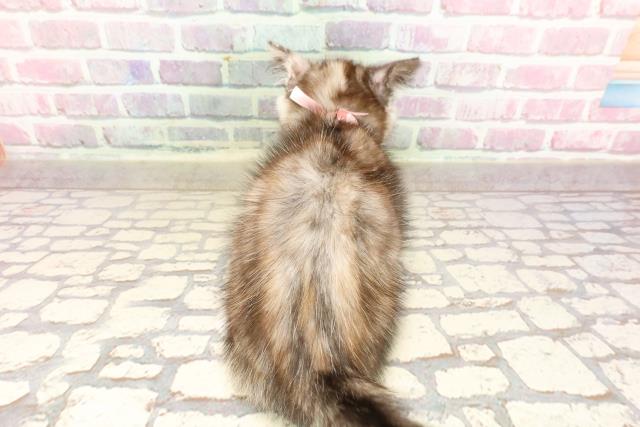 神奈川県のマンチカン (Coo&RIKU横浜青葉店/2025年5月21日生まれ/女の子/トーティー)の子猫の4枚目の画像