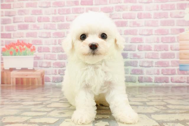 大阪府のビションフリーゼ (Coo&RIKU心斎橋店/2025年5月24日生まれ/男の子/ホワイト)の子犬の1枚目の画像