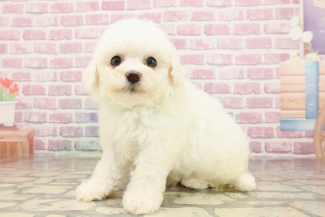 大阪府のビションフリーゼ (Coo&RIKU心斎橋店/2025年5月24日生まれ/男の子/ホワイト)の子犬の2枚目の画像