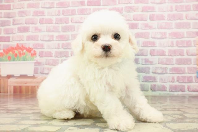 大阪府のビションフリーゼ (Coo&RIKU心斎橋店/2025年5月24日生まれ/男の子/ホワイト)の子犬の3枚目の画像