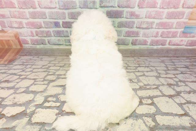 大阪府のビションフリーゼ (Coo&RIKU心斎橋店/2025年5月24日生まれ/男の子/ホワイト)の子犬の4枚目の画像