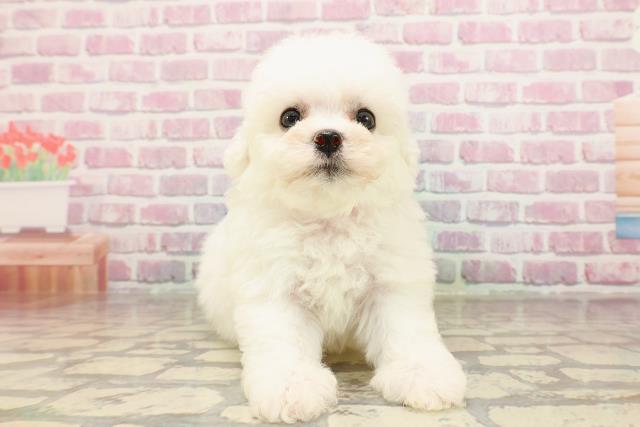 福井県のビションフリーゼ (Coo&RIKU福井店/2025年5月24日生まれ/女の子/ホワイト)の子犬の1枚目の画像