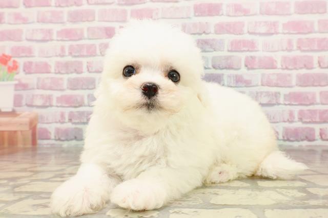 福井県のビションフリーゼ (Coo&RIKU福井店/2025年5月24日生まれ/女の子/ホワイト)の子犬の2枚目の画像