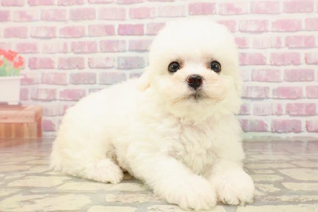 福井県のビションフリーゼ (Coo&RIKU福井店/2025年5月24日生まれ/女の子/ホワイト)の子犬の3枚目の画像