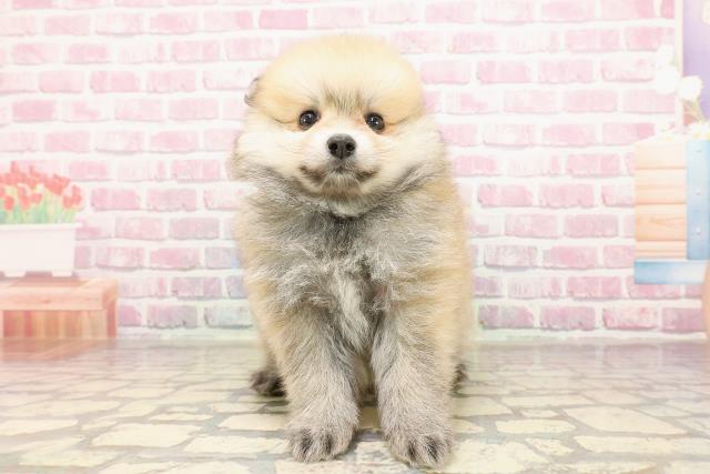新潟県のポメラニアン (Coo&RIKU新潟西店/2025年5月25日生まれ/男の子/オレンジセーブル)の子犬の1枚目の画像